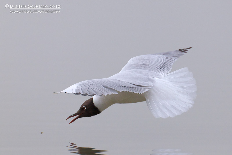 Common Black-headed Gull (Croicocephalus ridibundus)