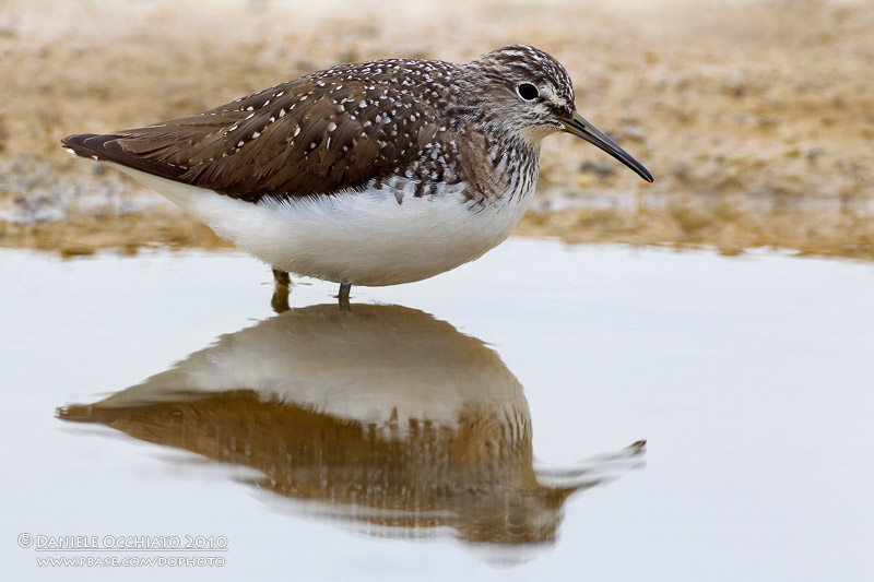 Green Sandpiper (Tringa ochropus)