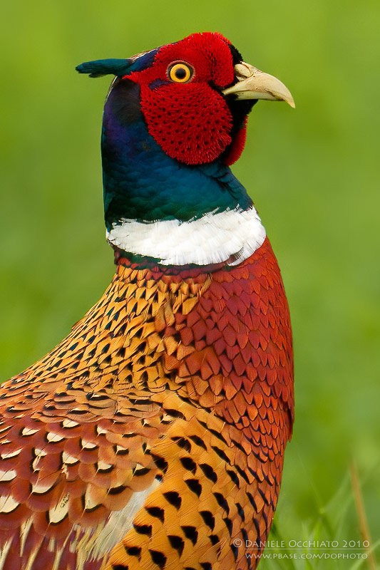 Common Pheasant (Phasianus colchicus)