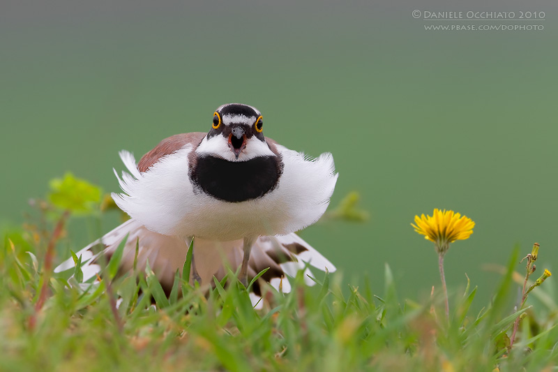 Little Ringed Plover (Charadrius dubius)