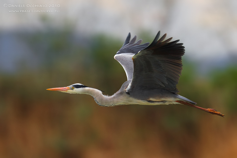 Grey Heron (Ardea cinerea)