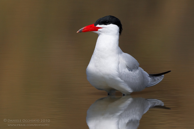 Caspian Tern (Sterna caspia)