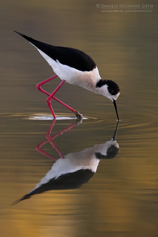 Black-winged Stilt (Himantopus himantopus)