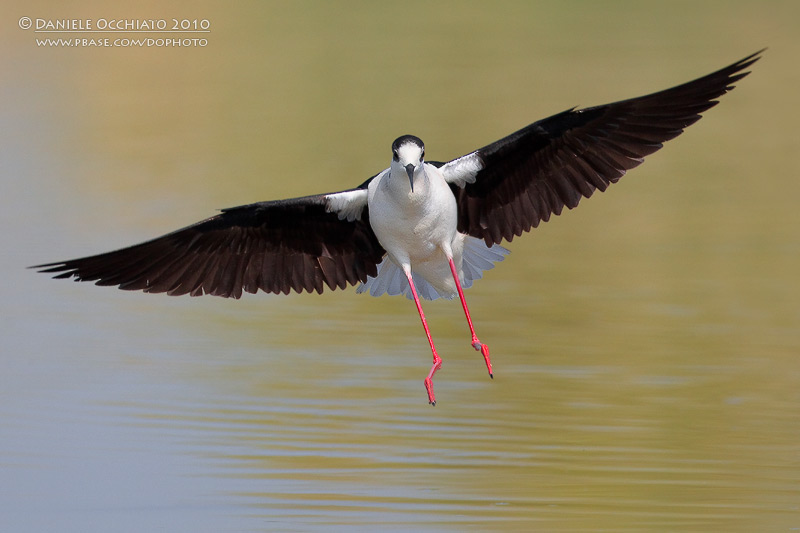 Black-winged Stilt (Himantopus himantopus)