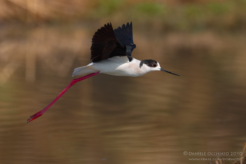 Black-winged Stilt (Himantopus himantopus)