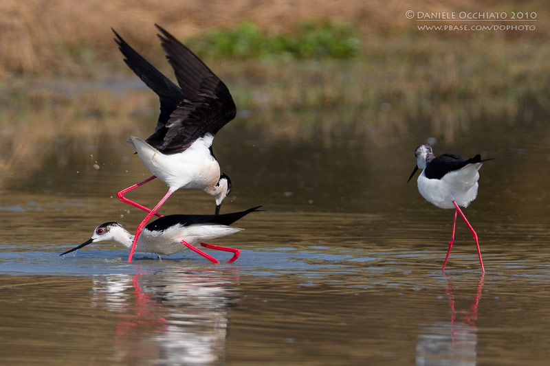 Black-winged Stilt (Himantopus himantopus)