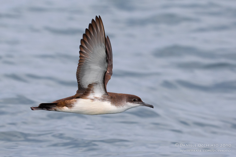 Yelkouan Shearwater (Puffinus yelkouan)