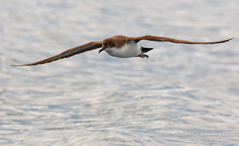 Yelkouan Shearwater (Puffinus yelkouan)