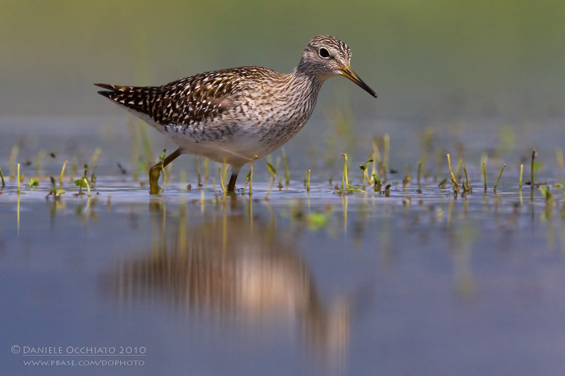 Wood Sandpiper (Tringa glareola)