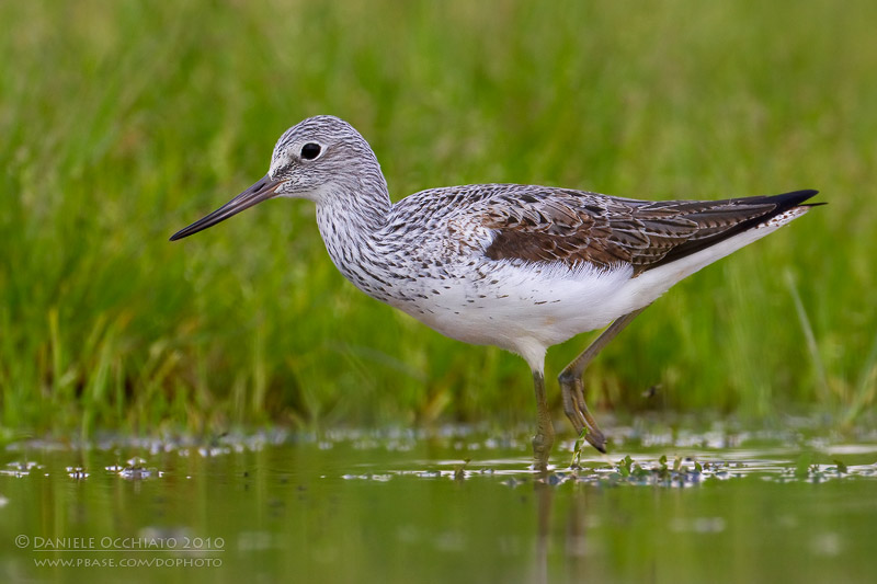 Greenshank (Tringa nebularia)
