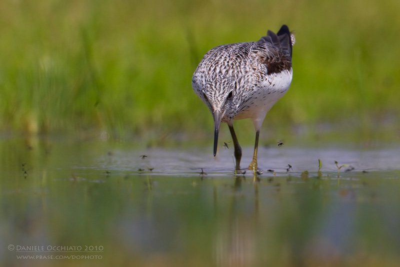 Greenshank (Tringa nebularia)