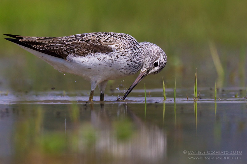 Greenshank (Tringa nebularia)