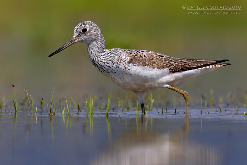 Greenshank (Tringa nebularia)