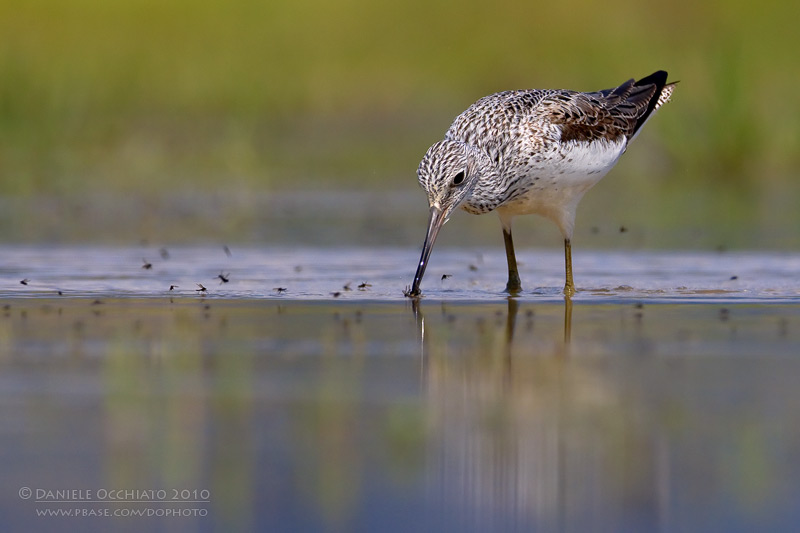 Greenshank (Tringa nebularia)