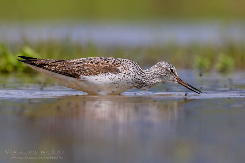 Greenshank (Tringa nebularia)