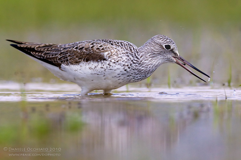 Greenshank (Tringa nebularia)