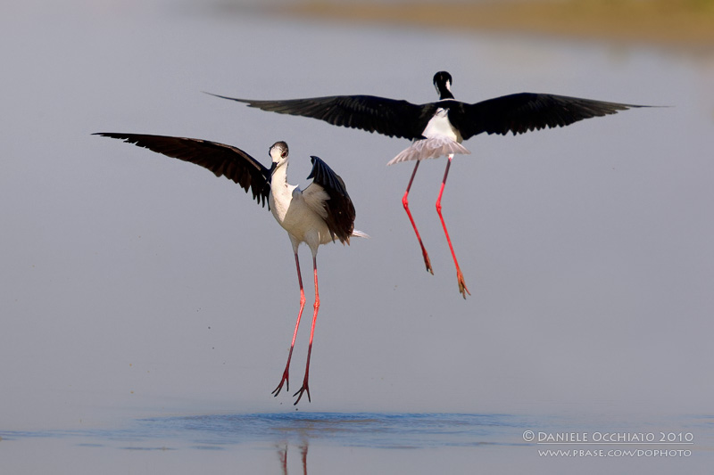 Black-winged Stilt (Himantopus himantopus)
