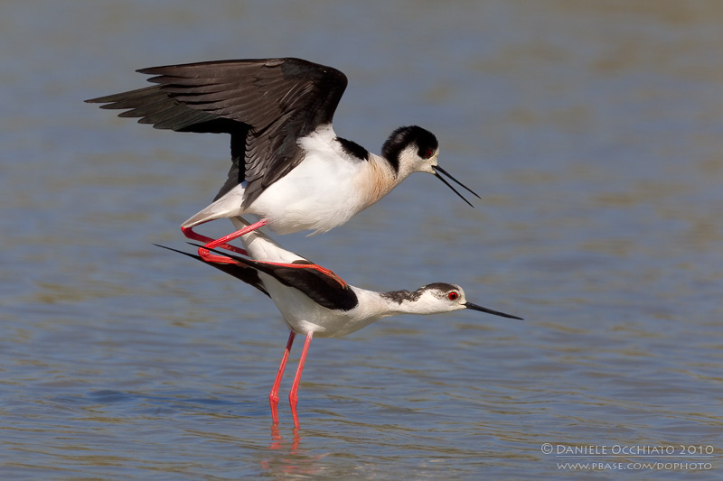 Black-winged Stilt (Himantopus himantopus)