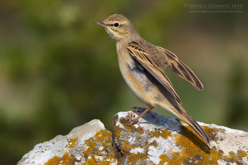 Tawny Pipit (Anthus campestris)