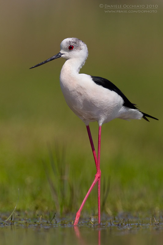 Black-winged Stilt (Himantopus himantopus)