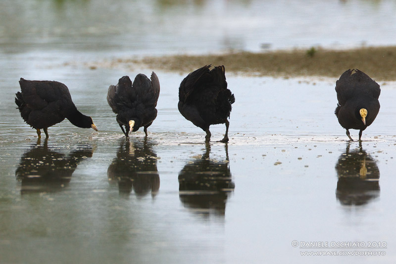 Coot (Fulica atra)