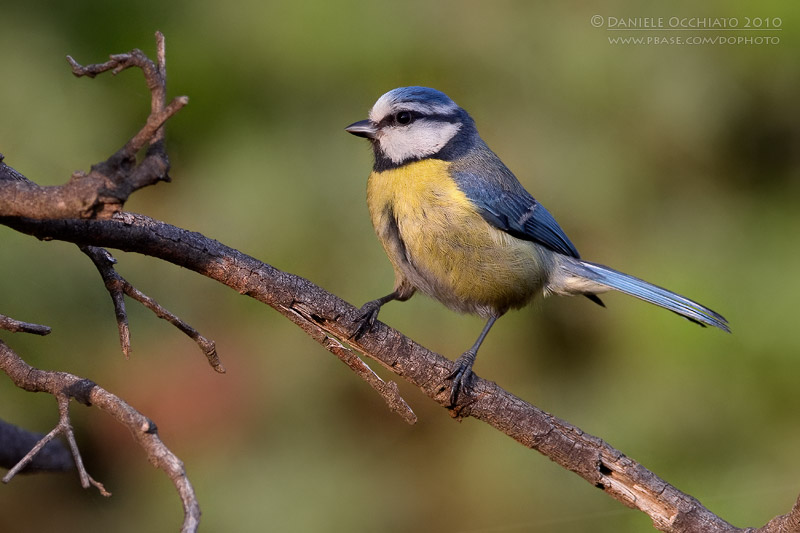 Blue Tit (Cyanistes caeruleus)