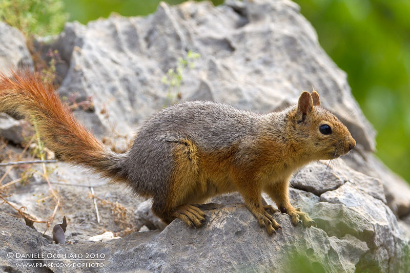 Caucasian or Persian Squirrel (Sciurus anomalus)