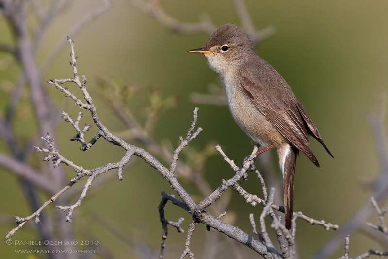 Upchers Warbler (Hippolais languida)