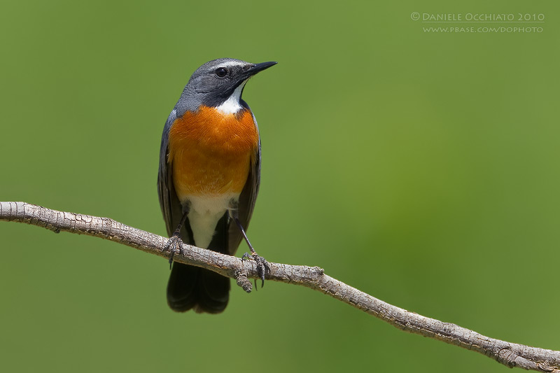 White-throated Robin (Irania gutturalis)