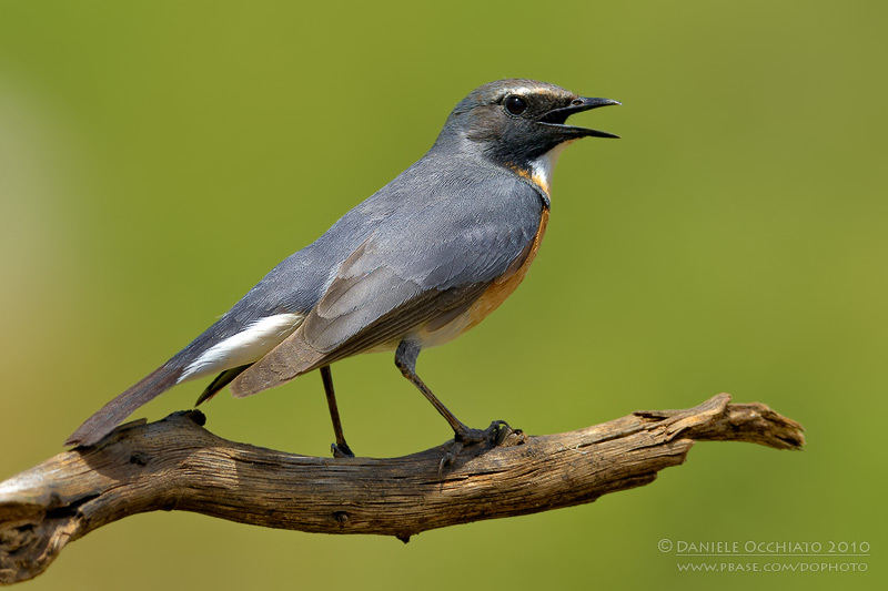 White-throated Robin (Irania gutturalis)