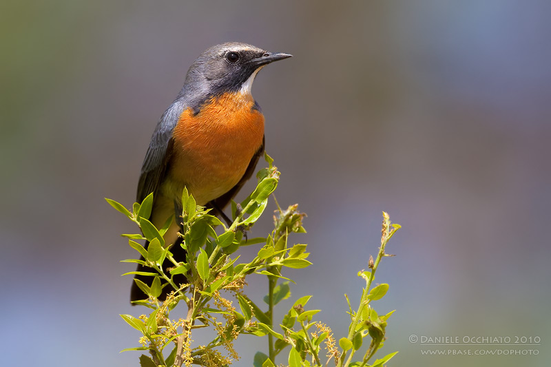 White-throated Robin (Irania gutturalis)