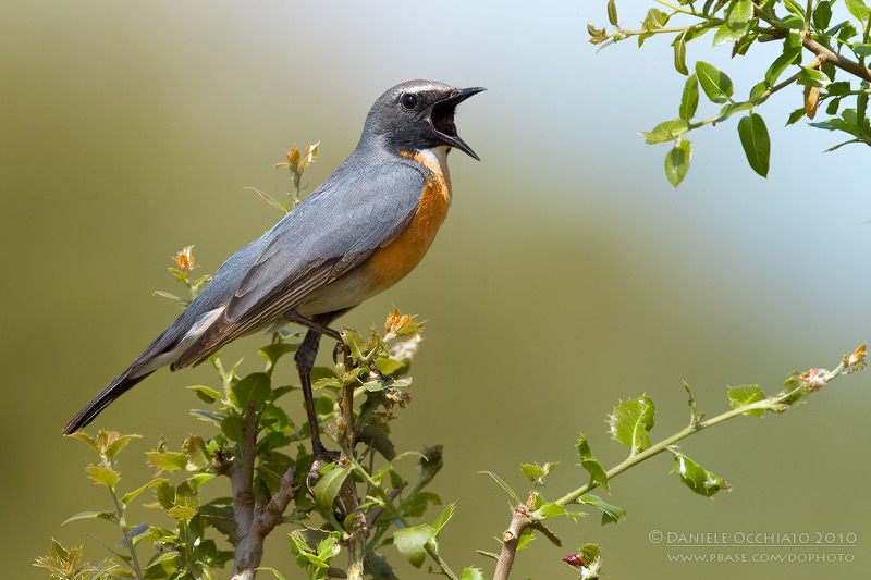 White-throated Robin (Irania gutturalis)