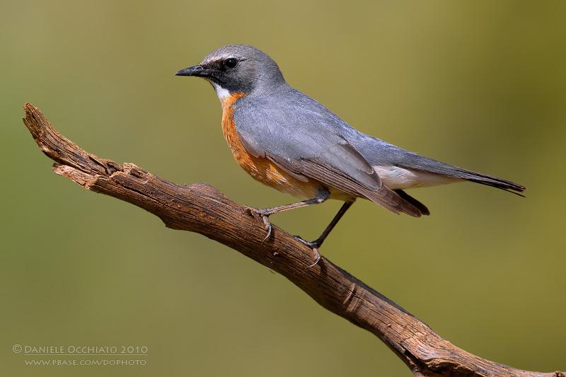 White-throated Robin (Irania gutturalis)