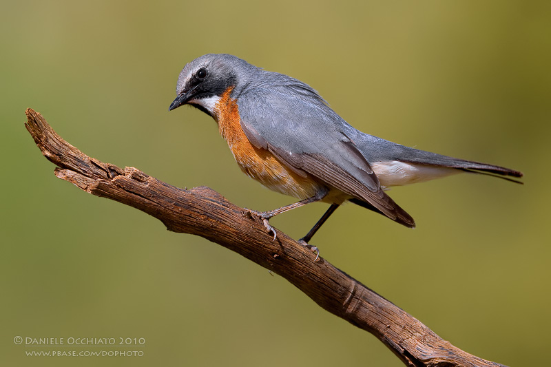 White-throated Robin (Irania gutturalis)