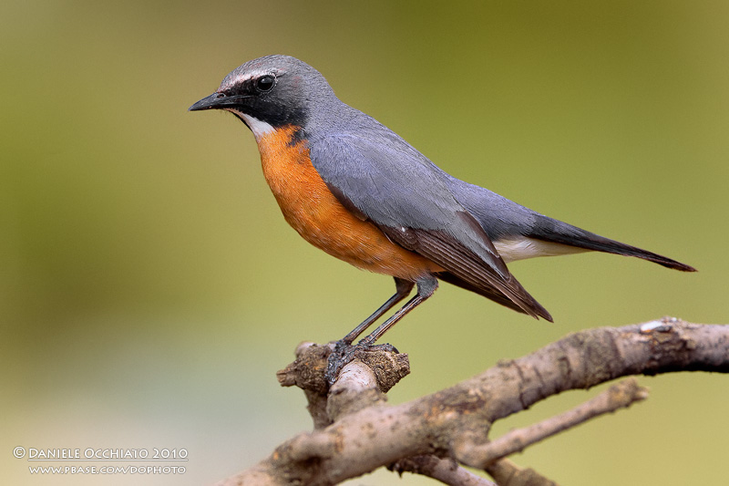White-throated Robin (Irania gutturalis)