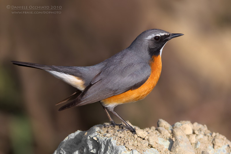 White-throated Robin (Irania gutturalis)
