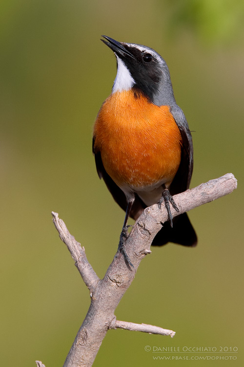 White-throated Robin (Irania gutturalis)