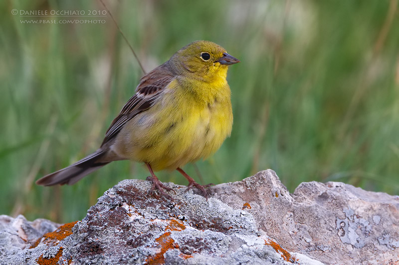 Cinereous Bunting (Emberiza cineracea ssp semenowi)