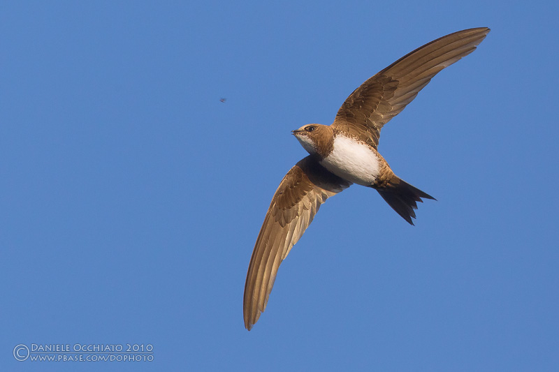 Alpine Swift (Apus melba)