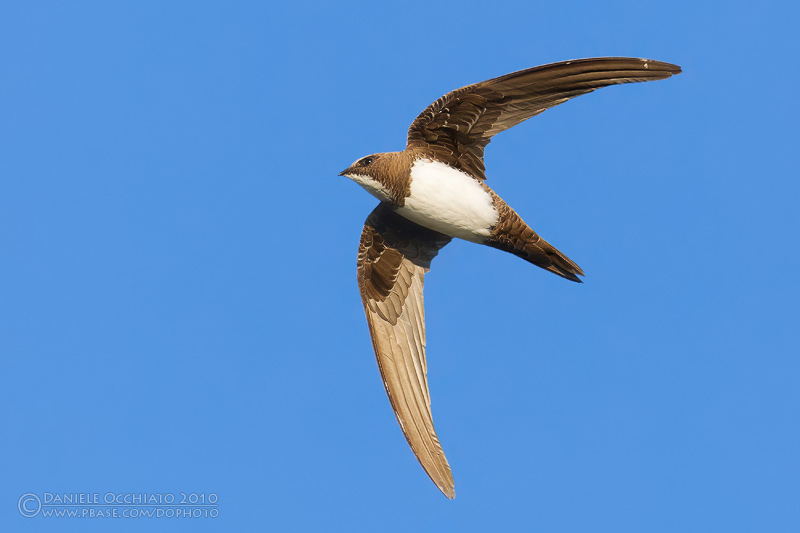 Alpine Swift (Apus melba)