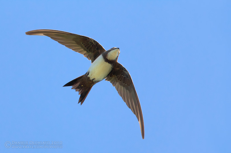 Alpine Swift (Apus melba)