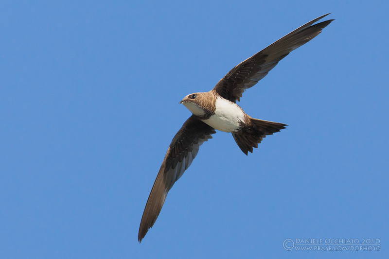 Alpine Swift (Apus melba)