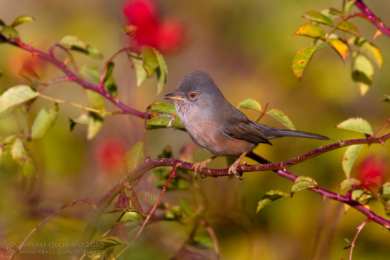 Dartford Warbler (Sylvia undata)