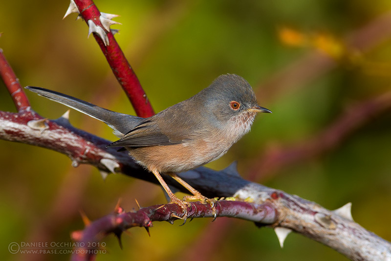 Dartford Warbler (Sylvia undata)