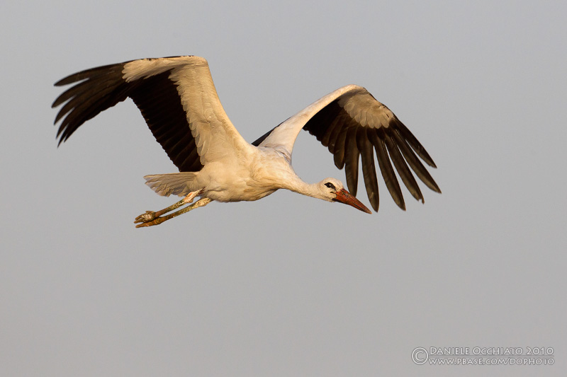 White Stork (Ciconia ciconia)