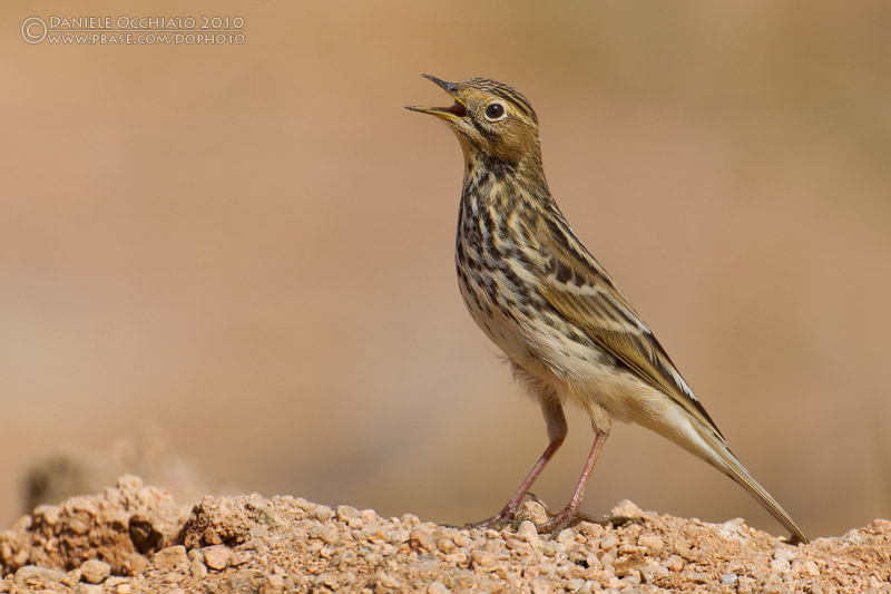 Red-throated Pipit (Anthus cervinus)