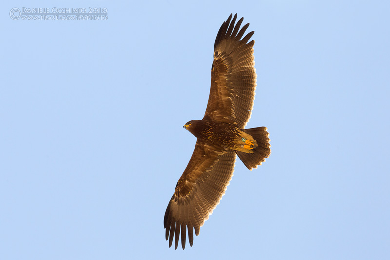 Lesser Spotted Eagle (Aquila pomarina)