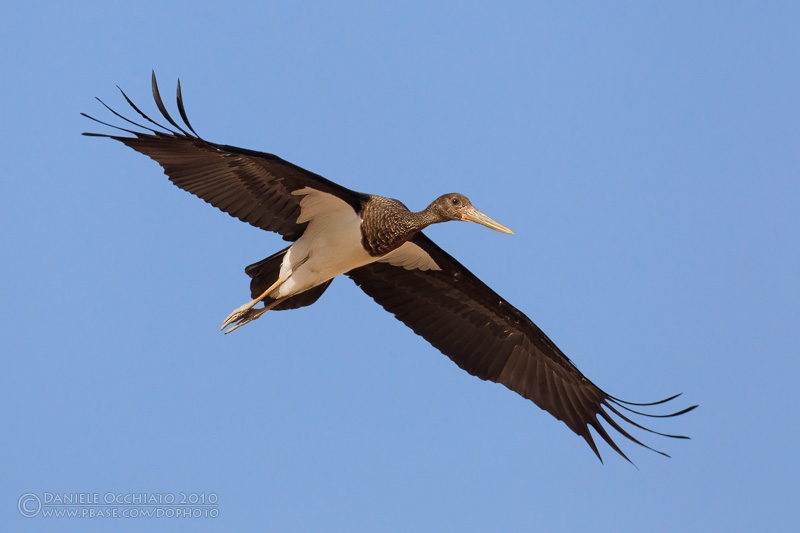 Black Stork (Ciconia nigra)