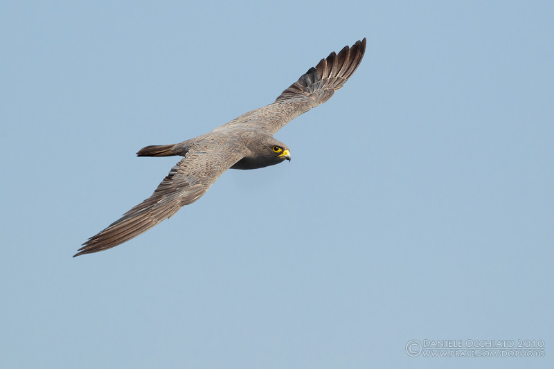 Sooty Falcon (Falco concolor)