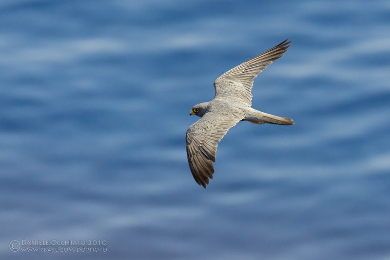 Sooty Falcon (Falco concolor)
